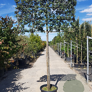 Quercus ilex 180 cm stam container 16-18 lei 180x120
