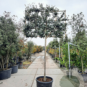 Quercus ilex 180 cm stam container 16-18 lei 180x120