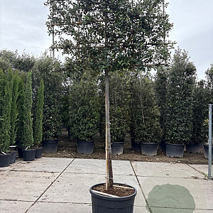 Quercus ilex 180 cm stam container 16-18 lei 180x120