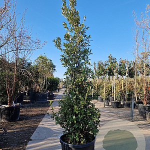 Quercus ilex 250-300 cm container meerstammig 3 stam