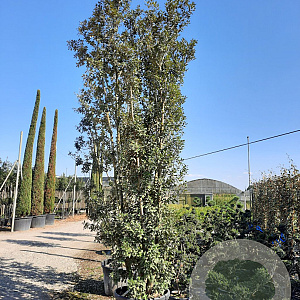 Quercus ilex 300-350 cm container meerstammig
