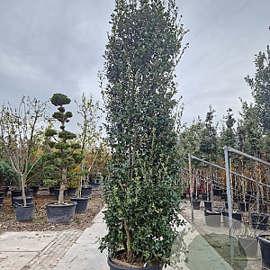 Quercus ilex 300-350 cm cont. 150L meerstammig