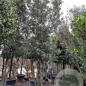 Quercus ilex 350-400 cm container piramide