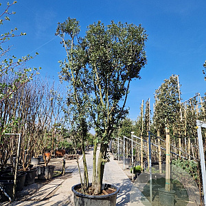 Quercus ilex 350-400 cm cont. 500L meerstammig
