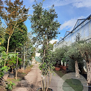 Quercus ilex 350-400 cm cont. 750L meerstammig