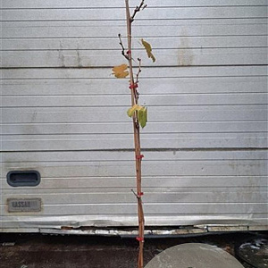 Vitis 'Boskoop Glory' 150-175 cm 5,0L