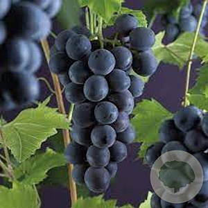 Vitis 'Boskoop Glory' 150-175 cm 5,0L