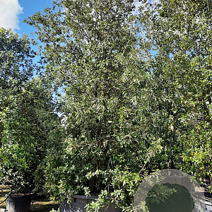 Quercus ilex 450-500 cm cont. 1000L meerstammig