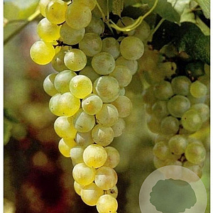Vitis 'Vroege van der Laan' 150-175 cm 5,0L