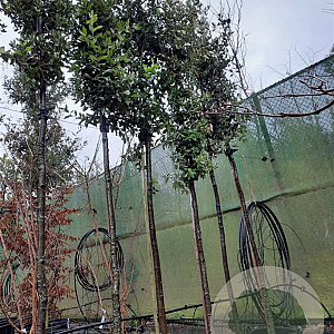 Quercus ilex 180 cm stam container 12-14 leiboom