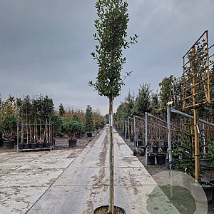 Quercus ilex 180 cm stam container 14-16