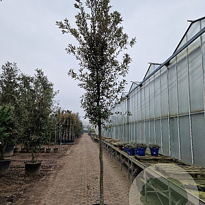 Quercus ilex 180 cm stam container 16-18 leiboom
