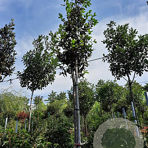 Quercus ilex 200 cm stam container 10-12 lei 150x120