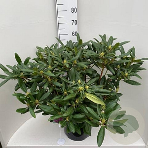 Rhododendron 'Marcel Menard' 60-80 cm 20L