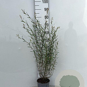 Salix purpurea 'Nana' 40-60 cm 2,0L