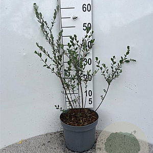 Salix repens nitida 80-100 cm 5,0L