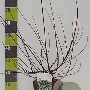 Salix rosmarinifolia 60-80 cm 4,5L