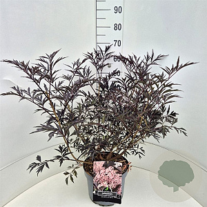 Sambucus nigra Black Lace 60-80 cm 10L