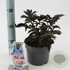 Sambucus nigra Black Tower 25-30 cm 2,0L