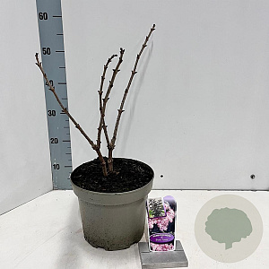 Sambucus nigra Black Tower 30-40 cm 5,0L