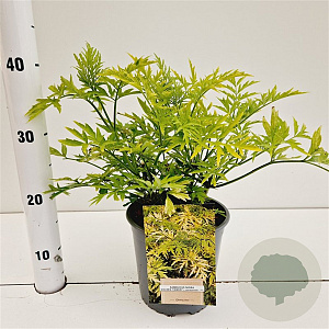 Sambucus nigra Golden Tower 30-40 cm 2,5L