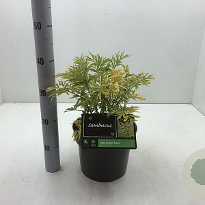Sambucus nigra Golden Tower 30-40 cm 5,0L