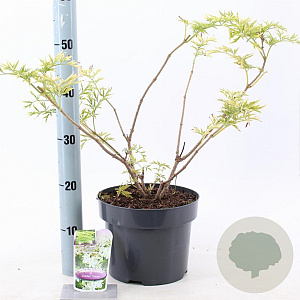 Sambucus nigra Golden Tower 30-40 cm 5,0L