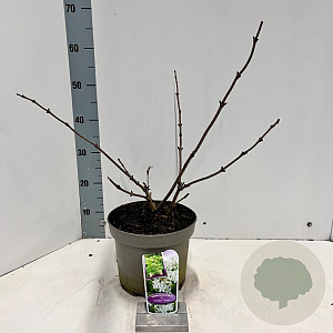 Sambucus nigra Golden Tower 30-40 cm 5,0L