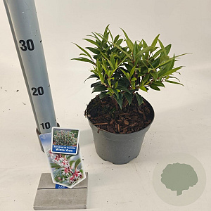 Sarcococca h. Winter Gem 20-25 cm 2,0L