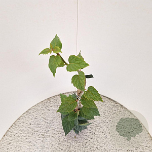 Schizophragma hydrangeoides 70-80 cm 2,5L