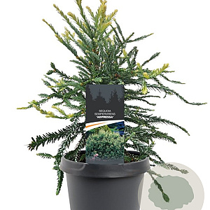 Sequoia s. 'Adpressa' 25-30 cm 3,5L