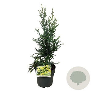 Sequoia s. 'Adpressa' 50-60 cm 6L