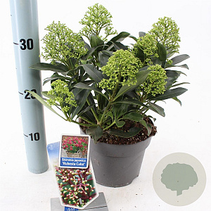 Skimmia j. Rubesta Cuba 20-25 cm 2,0L