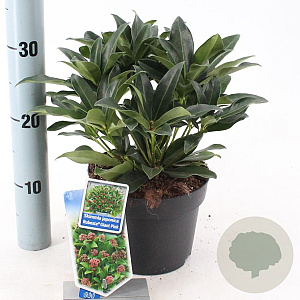 Skimmia j. Rubesta Giant Pink 20-25 cm 2,0L