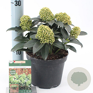 Skimmia j. White Globe 20-25 cm 2,0L