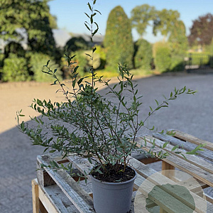 Spiraea arguta 40-60 cm 2,0L