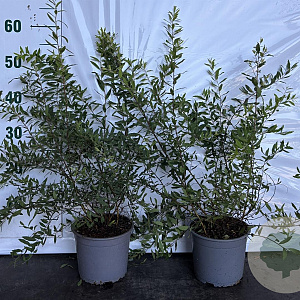 Spiraea arguta 40-60 cm 2,0L