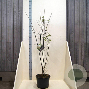 Styphnolobium japonicum 125-150 cm 20L meerstammig