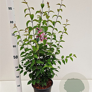 Syringa microphylla 'Superba' 60-80 cm 4,5L