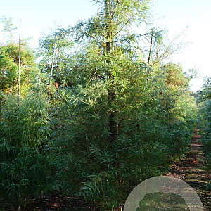 Taxodium distichum 14-16 HO draadkluit geveerd