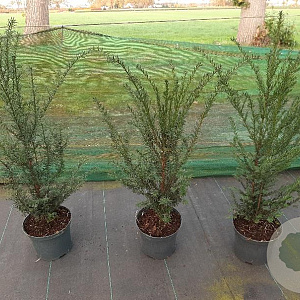 Taxus baccata 60-80 cm 4,0L
