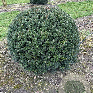 Taxus baccata 120-130 cm draadkluit bol