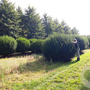 Taxus baccata 200-210 cm draadkluit bol