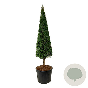 Taxus baccata 200-220 cm draadkluit rose