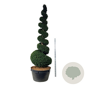 Taxus baccata 300-350 cm cont. 500L spiraal