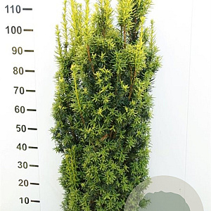 Taxus b. 'David' 120-140 cm met kluit