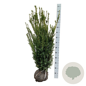 Taxus media 'Hillii' 100-120 cm met kluit