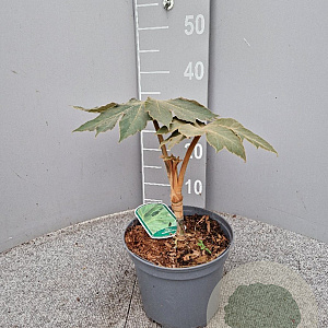 Tetrapanax papyrifer 'Rex' GM C3