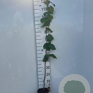 Tilia cordata 80-100 cm 2,0L