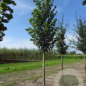 Tilia platyphyllos 25-30 HO draadkluit 250 cm stam